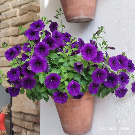 코르도바 El Patio De Regina 아파트 외부 사진