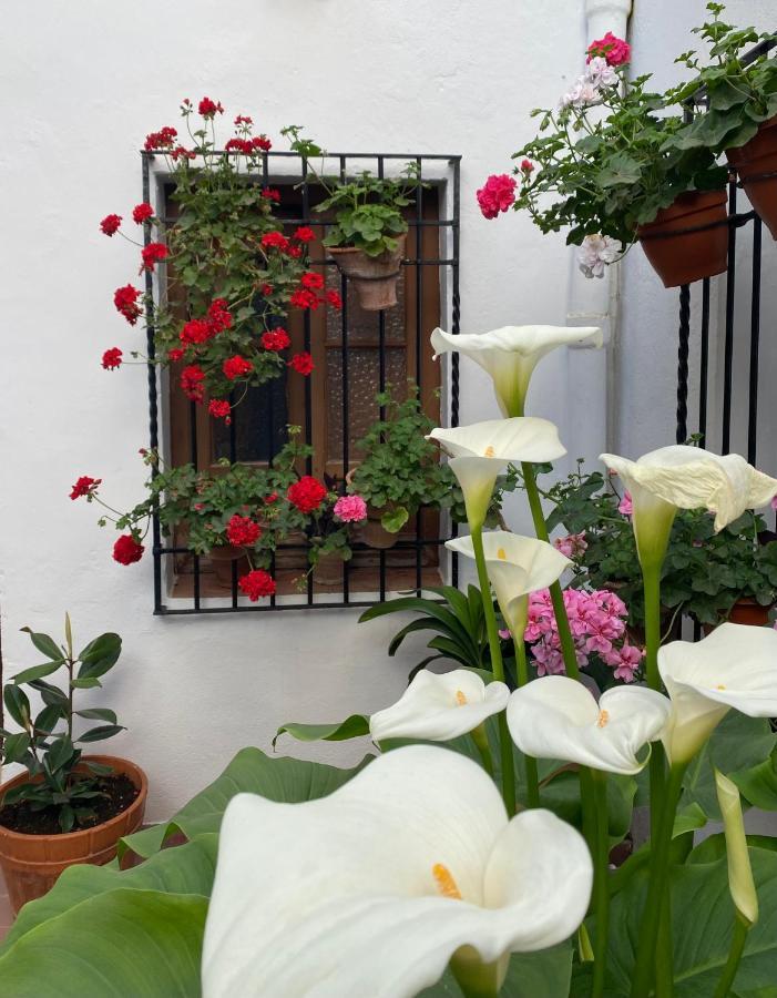코르도바 El Patio De Regina 아파트 외부 사진