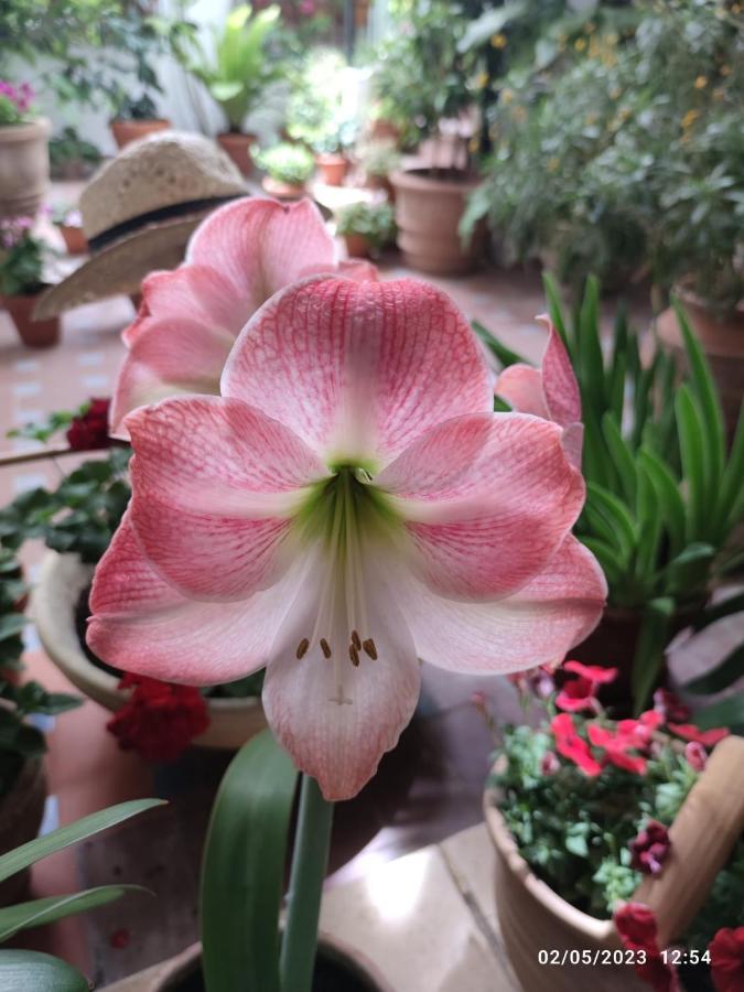 코르도바 El Patio De Regina 아파트 외부 사진