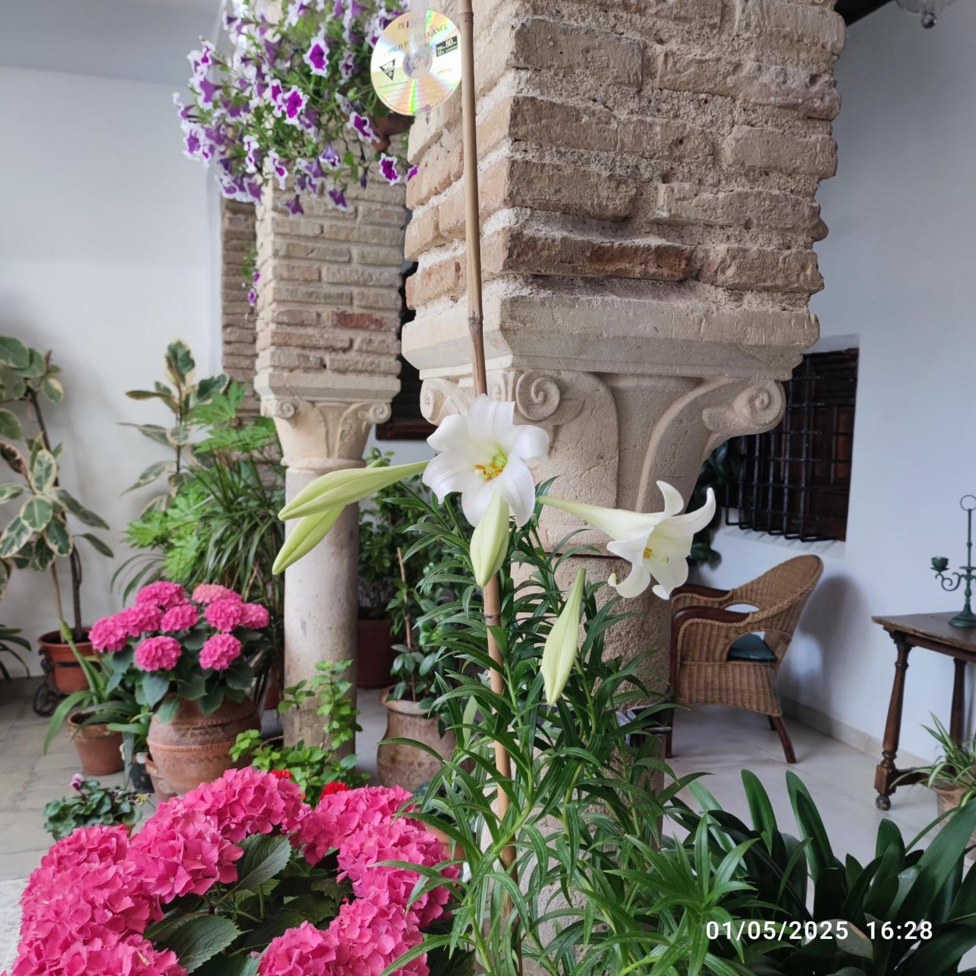 코르도바 El Patio De Regina 아파트 외부 사진